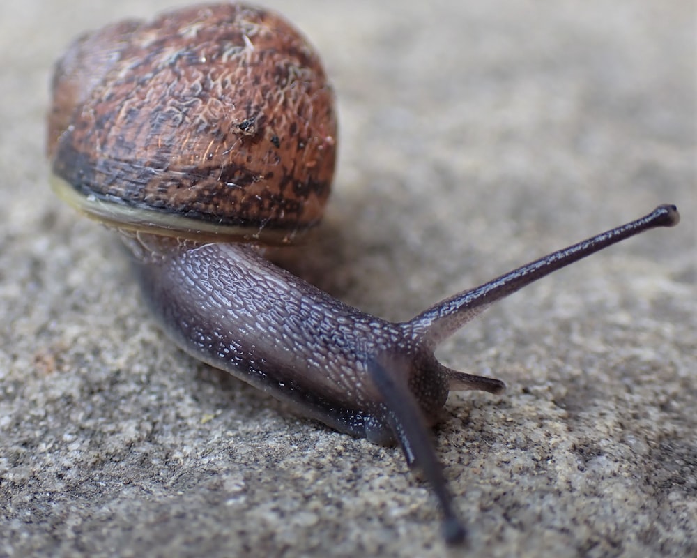 a couple of snails that are laying on the ground