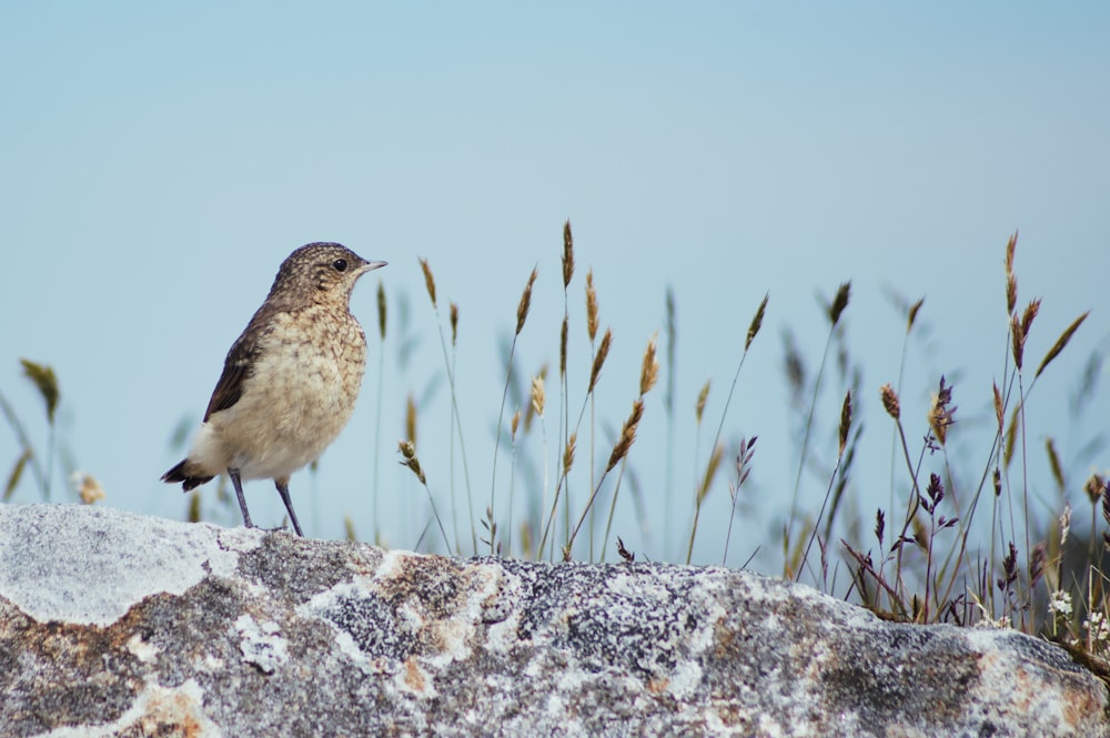 un petit oiseau assis au sommet d’un rocher