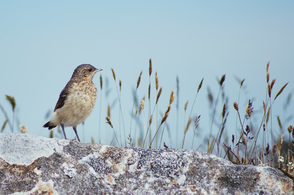 Un pequeño pájaro sentado en la cima de una roca