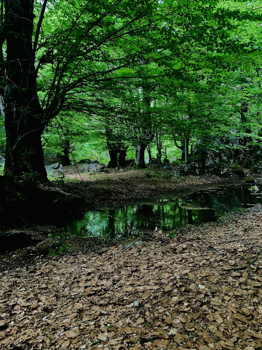 a small stream running through a forest filled with leaves