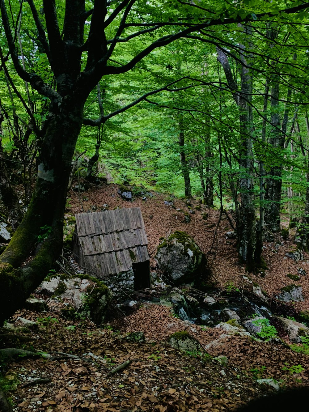 a small outhouse in the middle of a forest