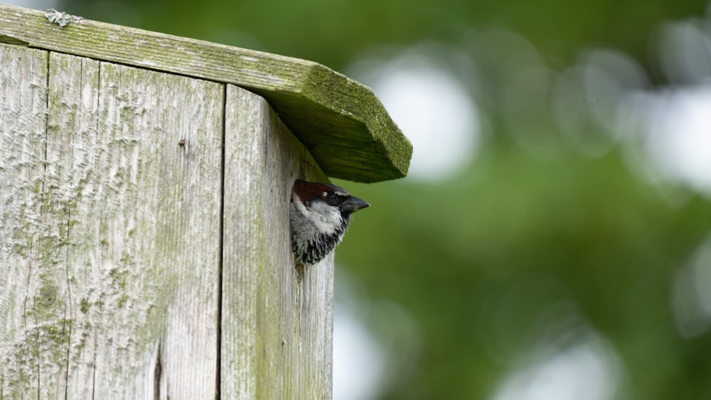 a small bird peeks out of a wooden birdhouse