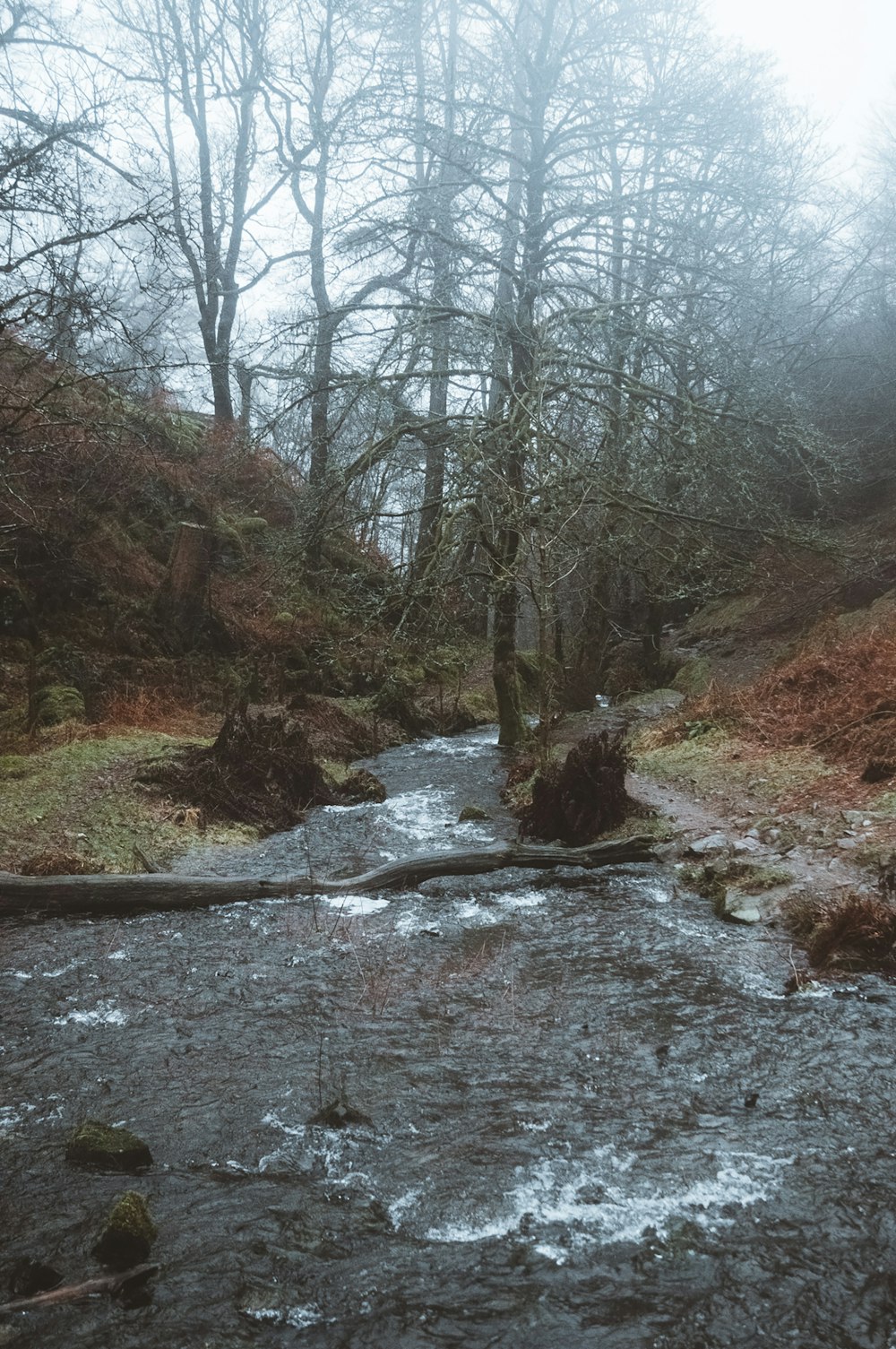 a stream running through a lush green forest