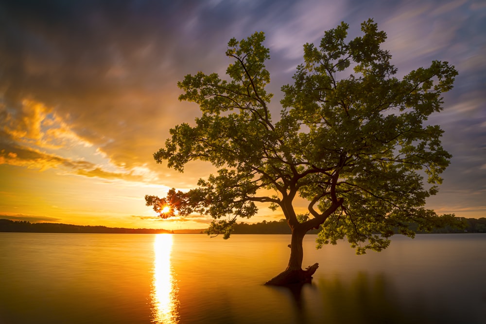 a lone tree in the middle of a lake at sunset