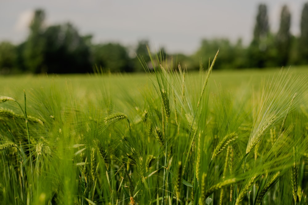 a field of green grass with trees in the background