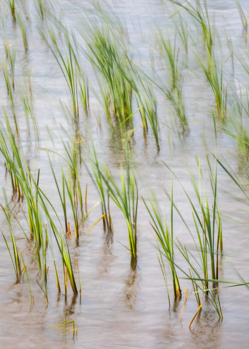 a group of green plants growing in the water