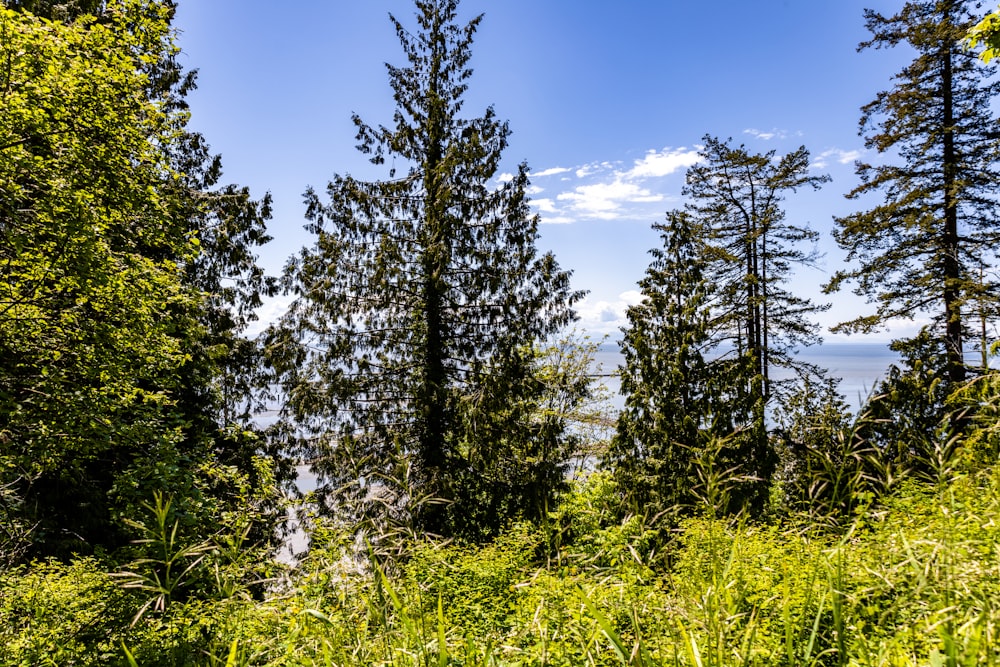 a view of a lake through some trees