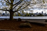 A large tree with sparse green leaves stretches its branches over a grassy area with rocks scattered around. Beyond the tree, a body of water separates a park-like setting from a city skyline filled with tall buildings. The sky is partly cloudy, contributing to a serene, urban-nature blend.