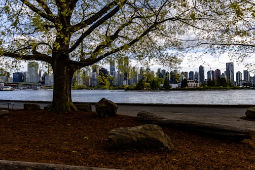 A large tree with sparse green leaves stretches its branches over a grassy area with rocks scattered around. Beyond the tree, a body of water separates a park-like setting from a city skyline filled with tall buildings. The sky is partly cloudy, contributing to a serene, urban-nature blend.