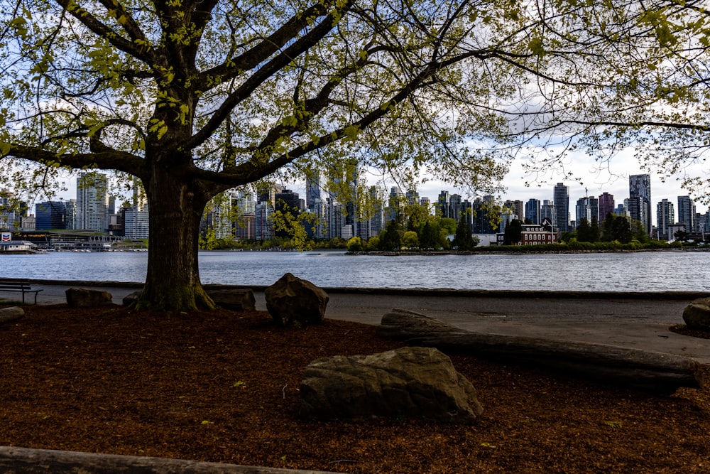 a bench under a tree near a body of water