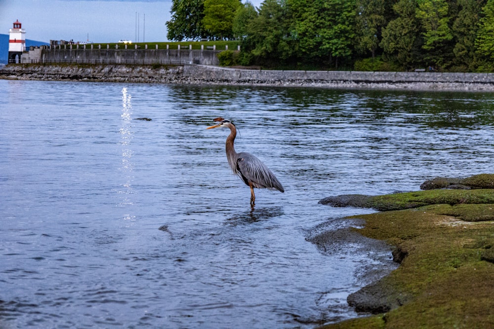 a bird is standing in the water near the shore