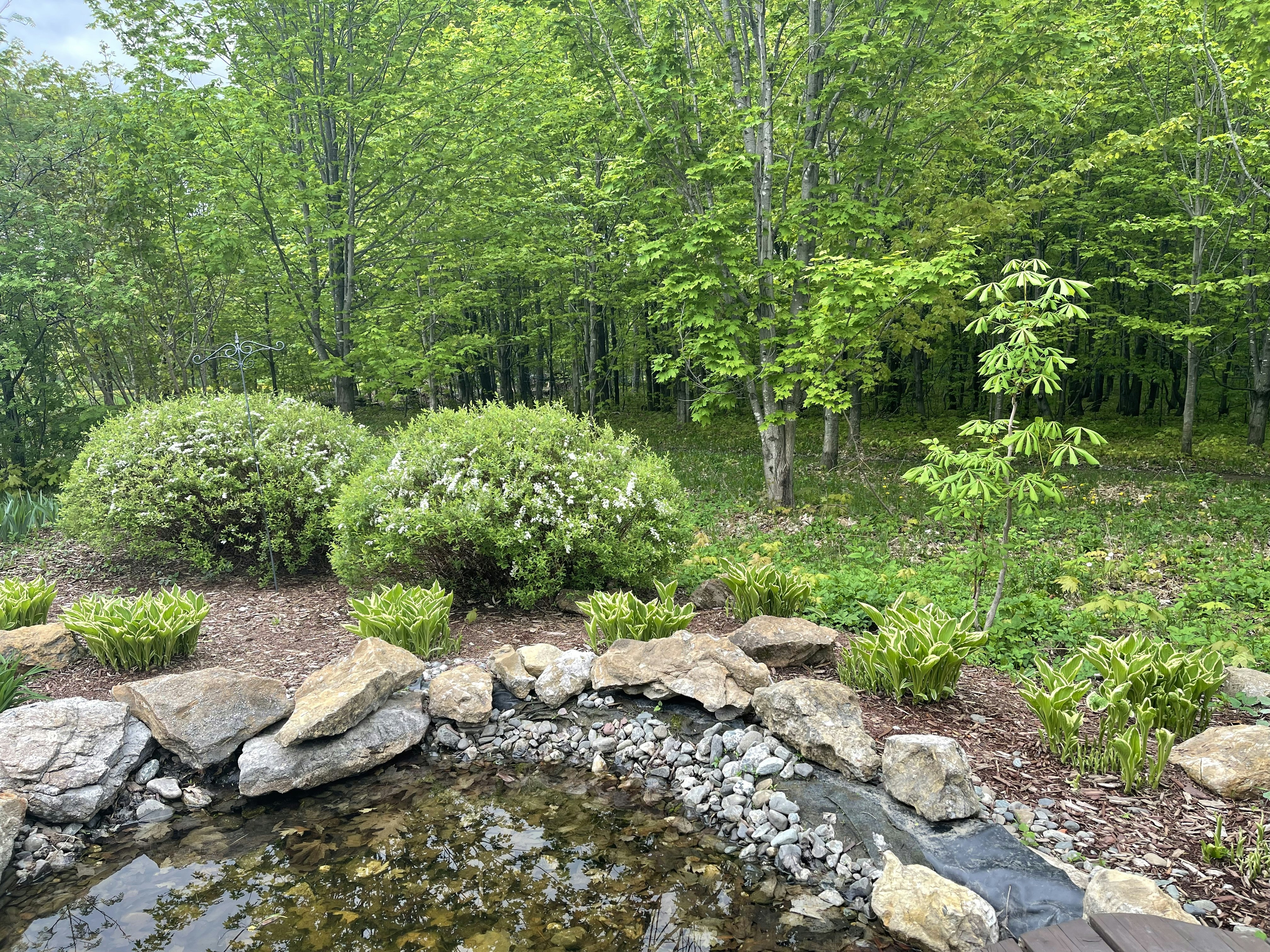 a pond surrounded by rocks in a forest