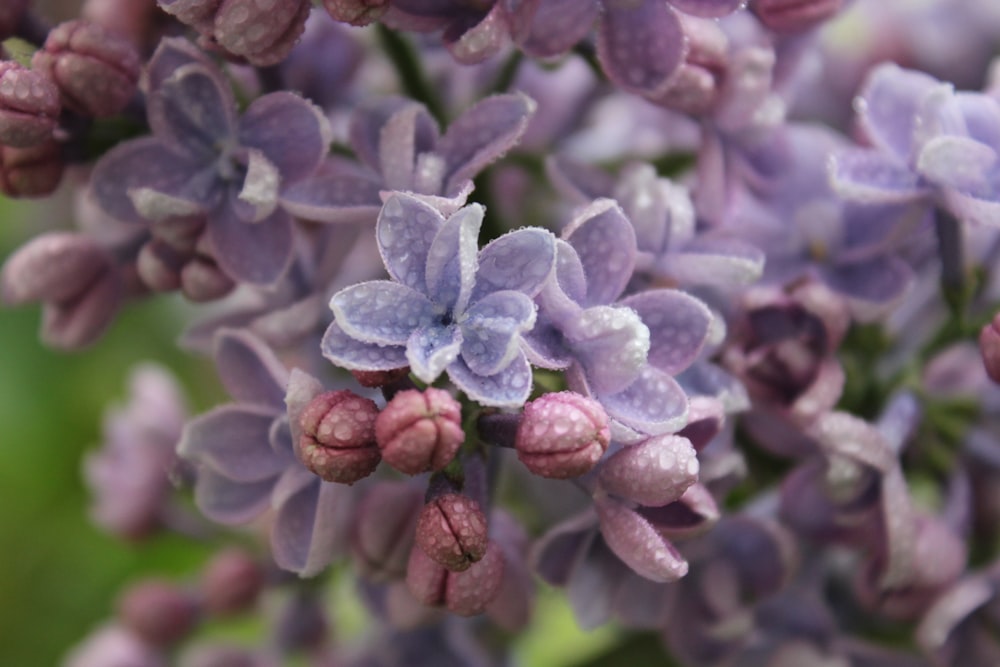 a close up of a bunch of purple flowers