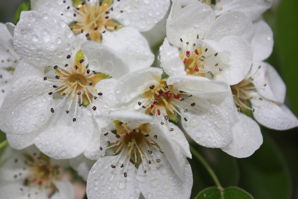 some white flowers with water droplets on them