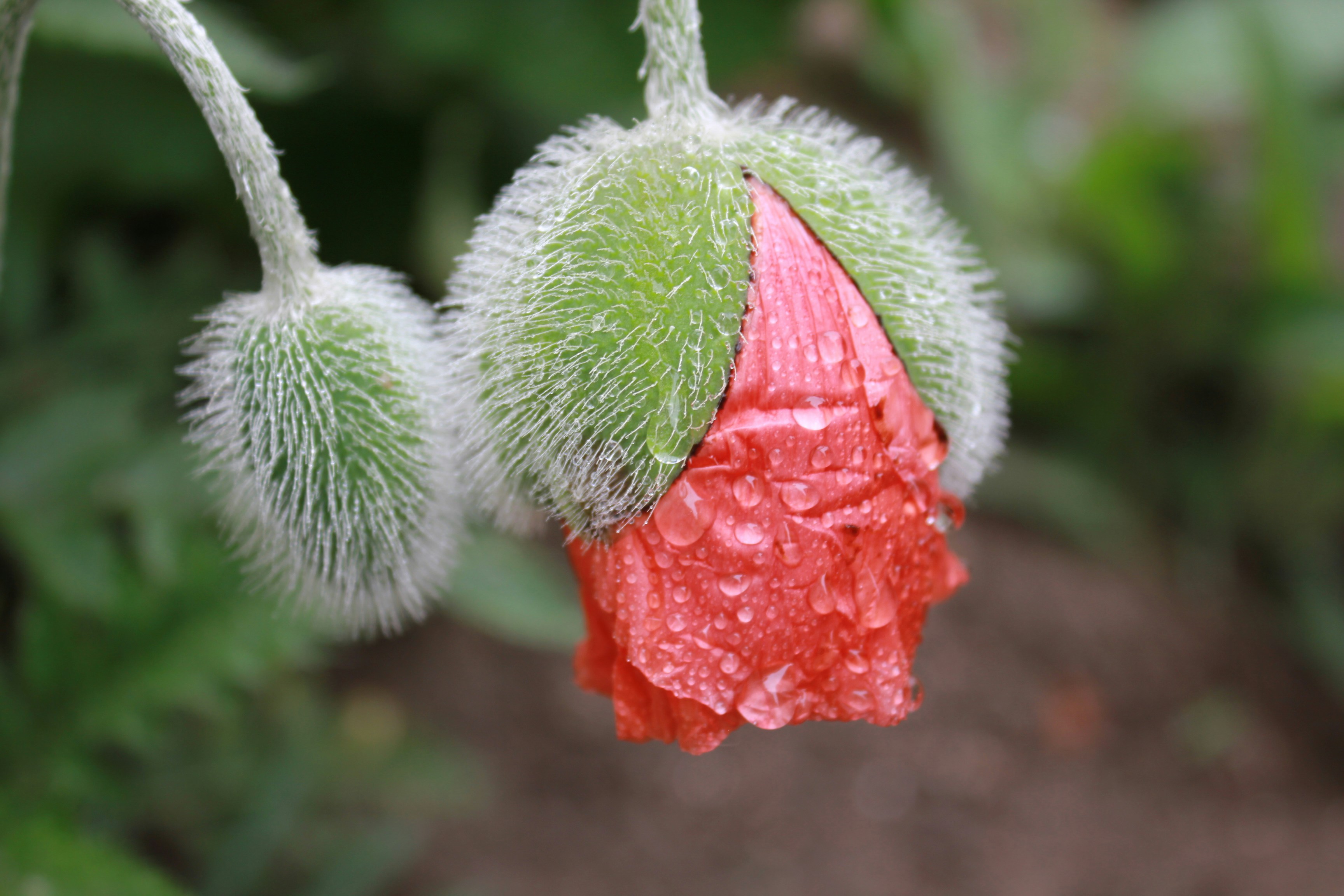 a close up of a flower with drops of water on it