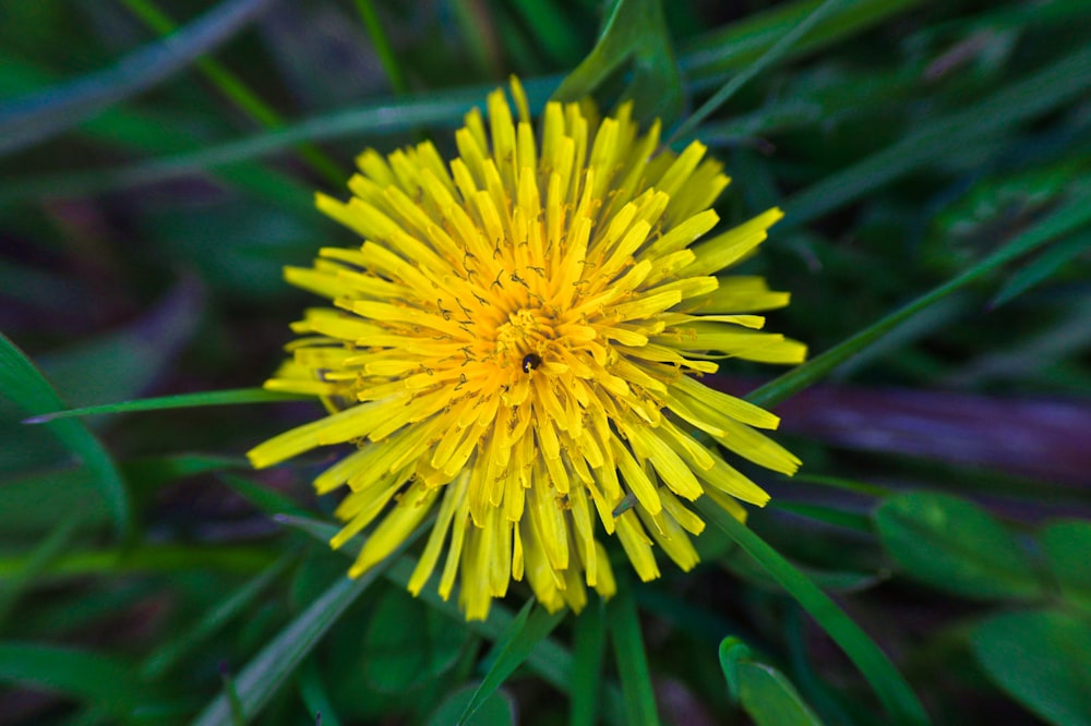 a close up of a yellow flower in the grass