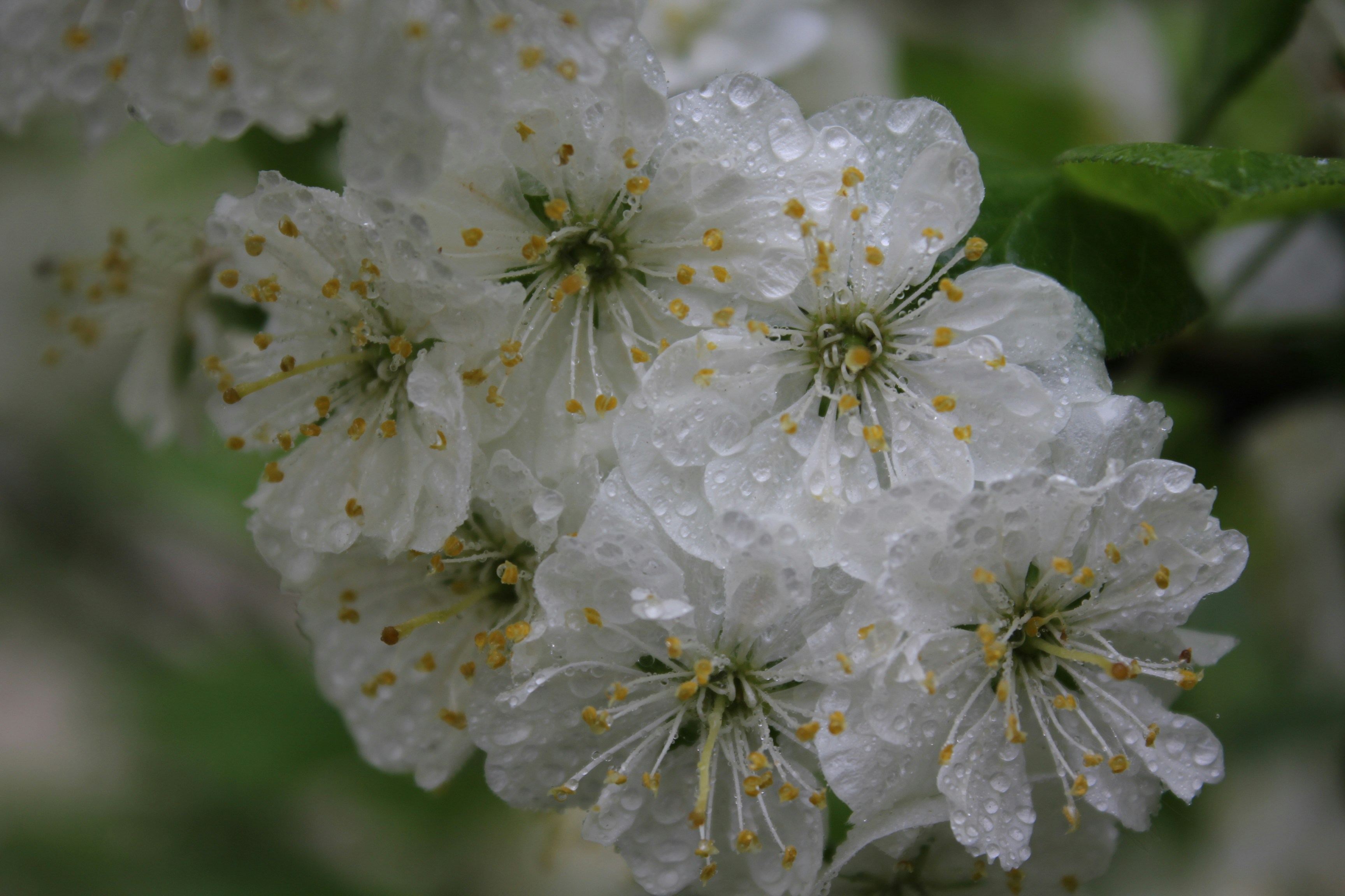 Blooming WHITE FLOWERS with fluffy inflorescences in full bloom. Bright flower landscape. WHITE TENDER BUD IN WATER DROPS