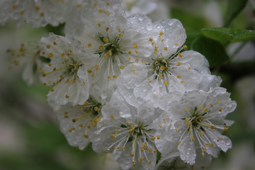 um close up de um ramo de flores brancas