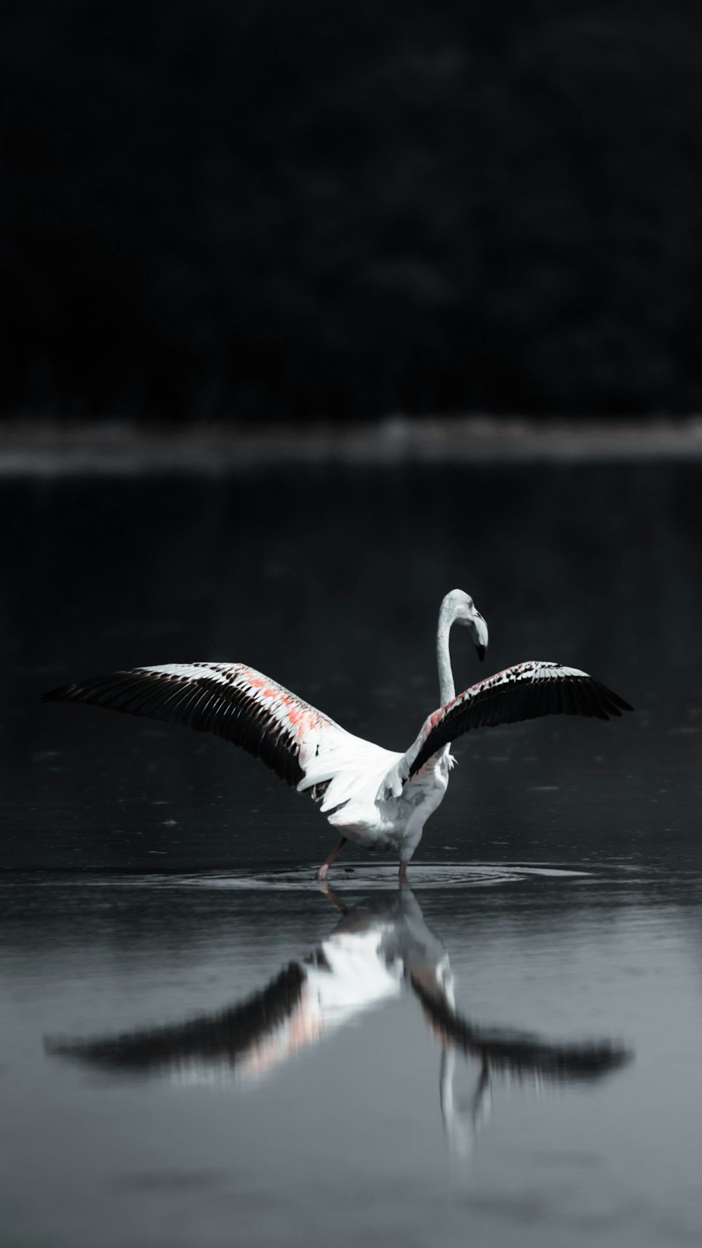 a white and black bird is flying over the water