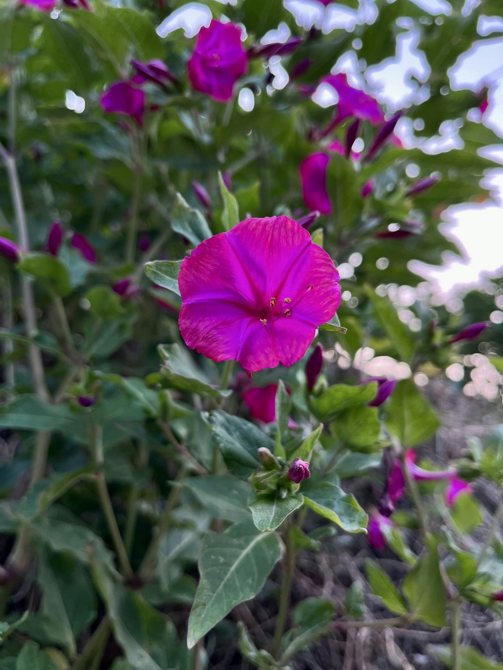 a purple flower is growing in a garden