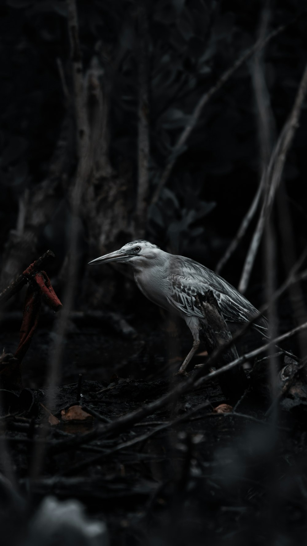 a black and white bird is standing in the woods