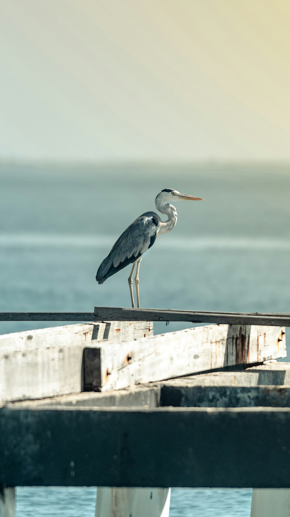 a bird that is standing on a dock