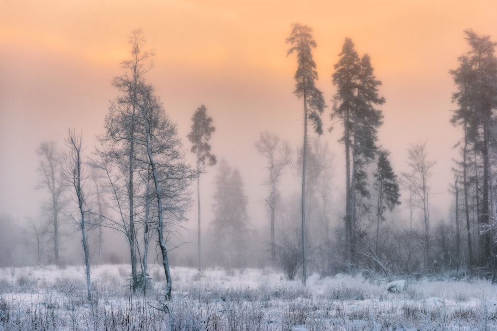 a tree in a forest