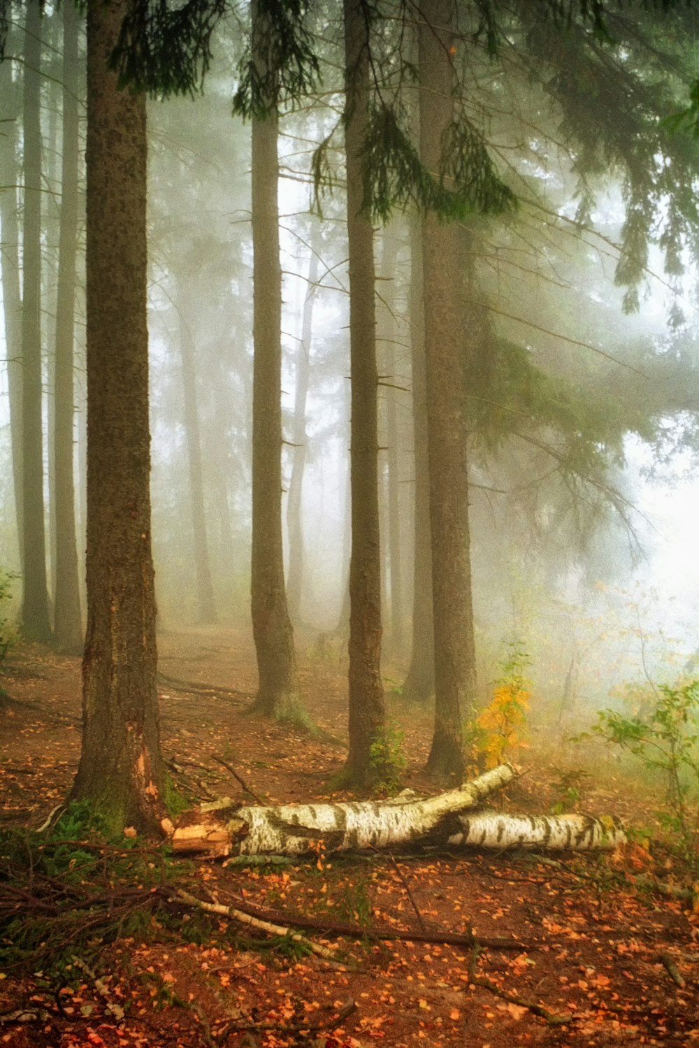 a tree in a forest