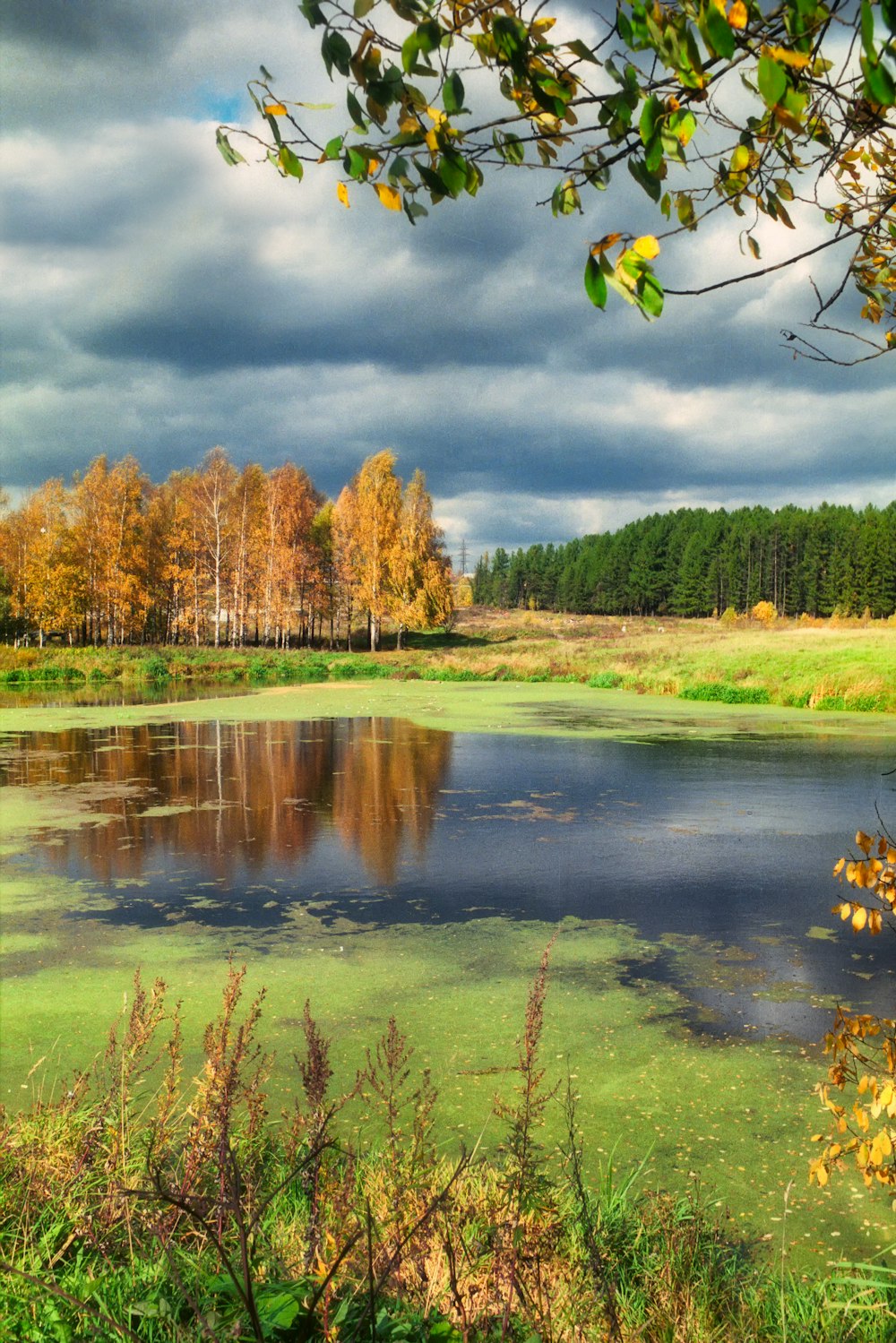 a close up of a pond