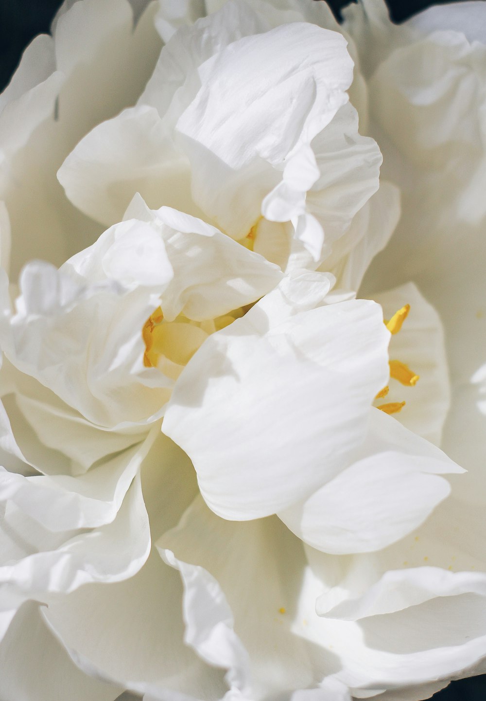 a close up of a flower