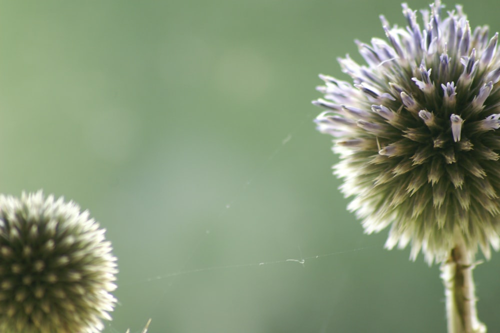 a close up of a flower with a blurry background