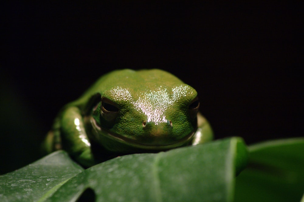 a green frog sitting on top of a leaf