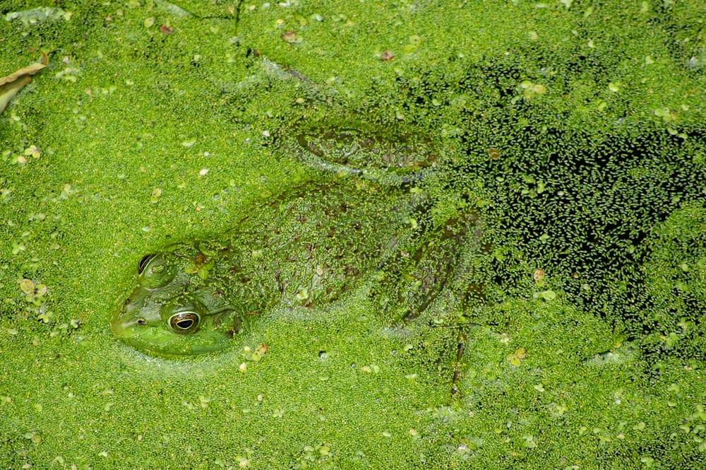 a frog that is sitting in the grass