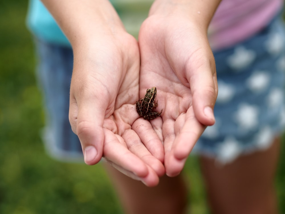 a person holding a small bug in their hands