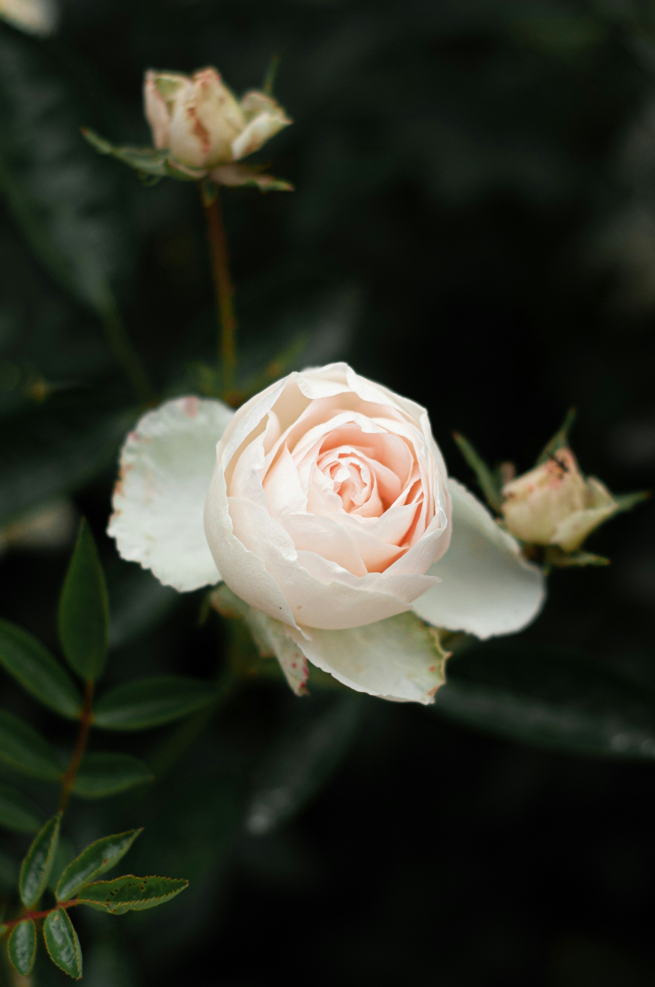 Photo by nilepereiraa