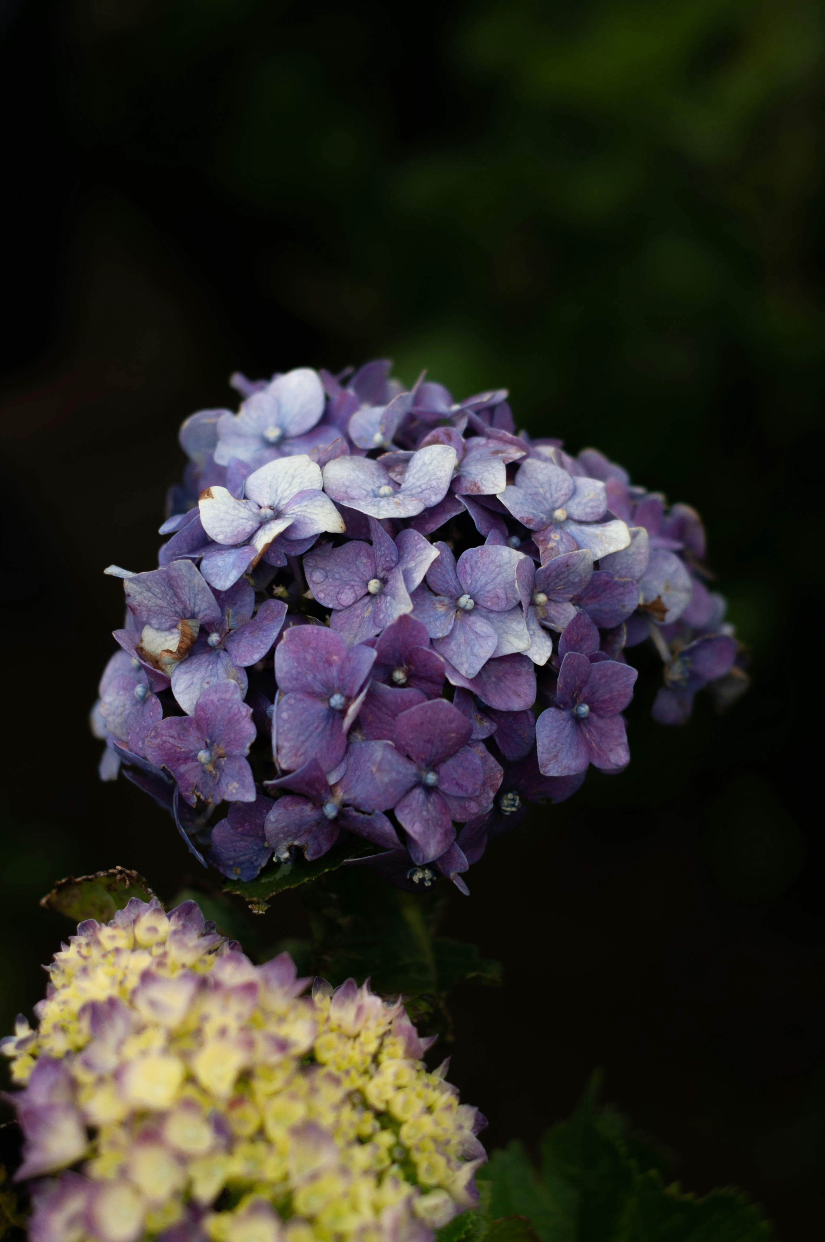 Photo by nilepereiraa