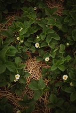 Lush green strawberry plants with small white flowers growing in natural straw mulch. The plants show healthy foliage with some visible buds.