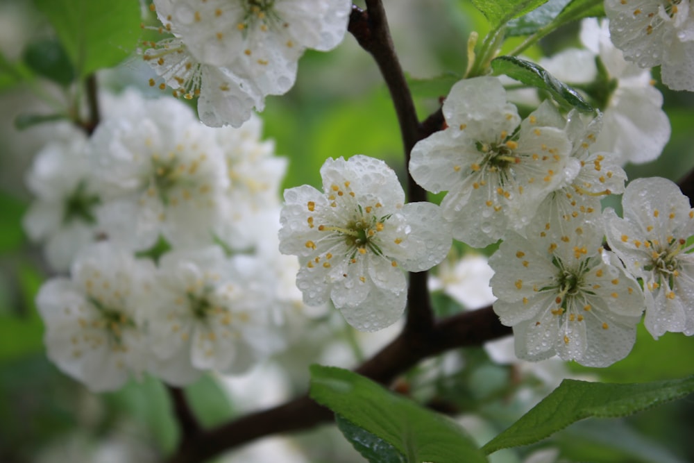 a bunch of white flowers that are on a tree