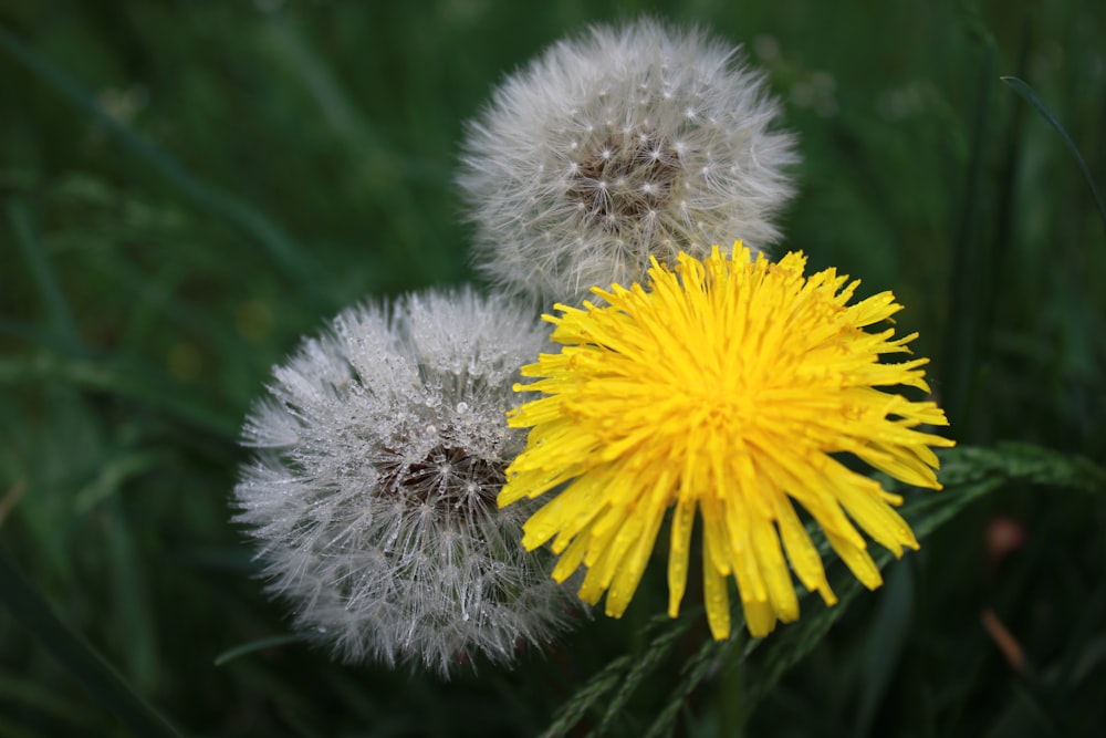 a couple of dandelions sitting on top of a lush green field