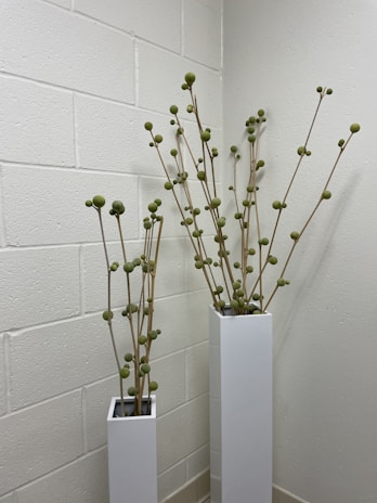 Two tall, white rectangular planters are placed in the corner of a room with light-colored brick walls. Each planter contains long, thin branches with spherical green buds on them, creating a minimalistic and modern aesthetic.
