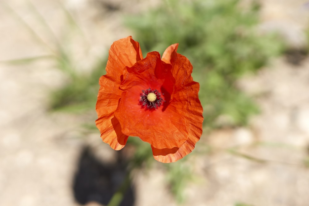 eine Nahaufnahme einer orangefarbenen Blume mit verschwommenem Hintergrund