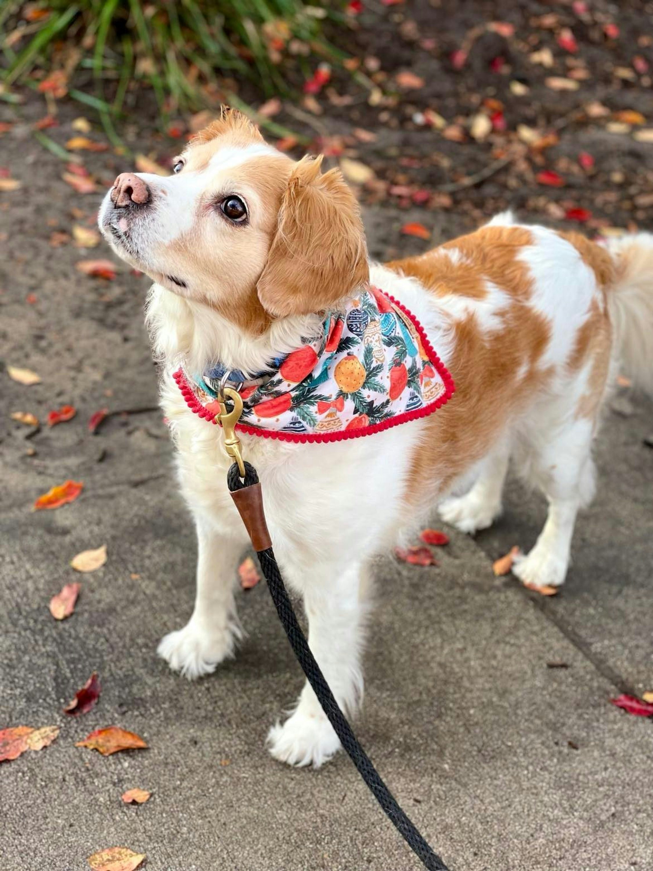 Bandana personalizada