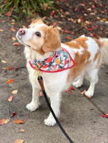 A medium-sized dog proudly wearing a hand-stitched bandana with colorful patterns in a garden.