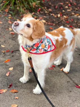 A cheerful dog wearing a colorful bandana surrounded by playful pet toys.