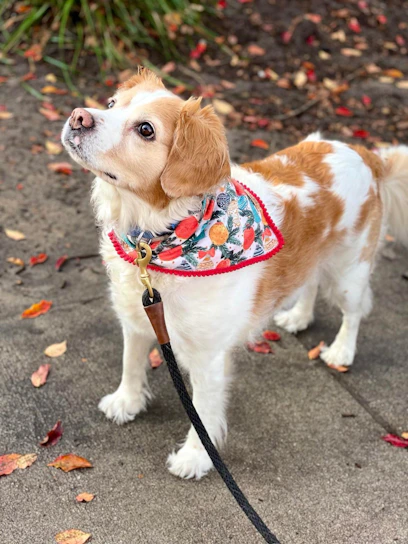 A cheerful dog wearing a colorful bandana surrounded by playful pet toys.