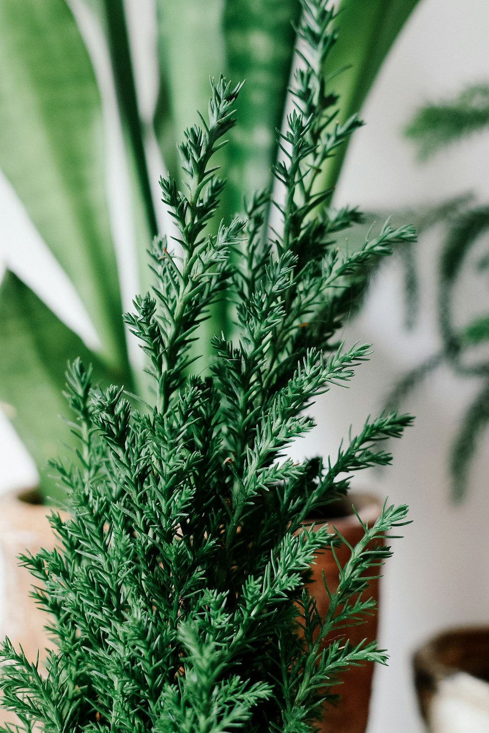 a potted plant sitting on top of a wooden table