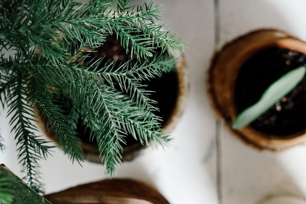 a close up of a potted plant on a table