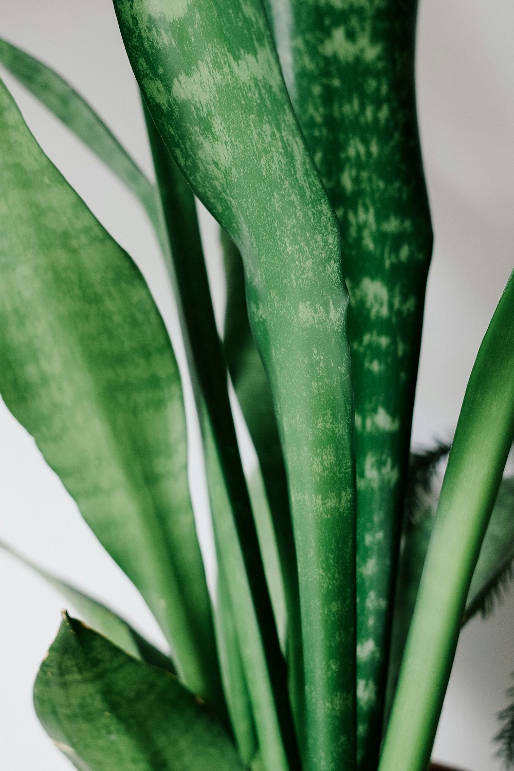 a close up of a plant with green leaves