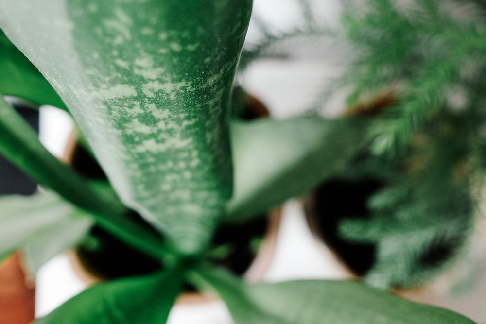 a close up of a plant with green leaves