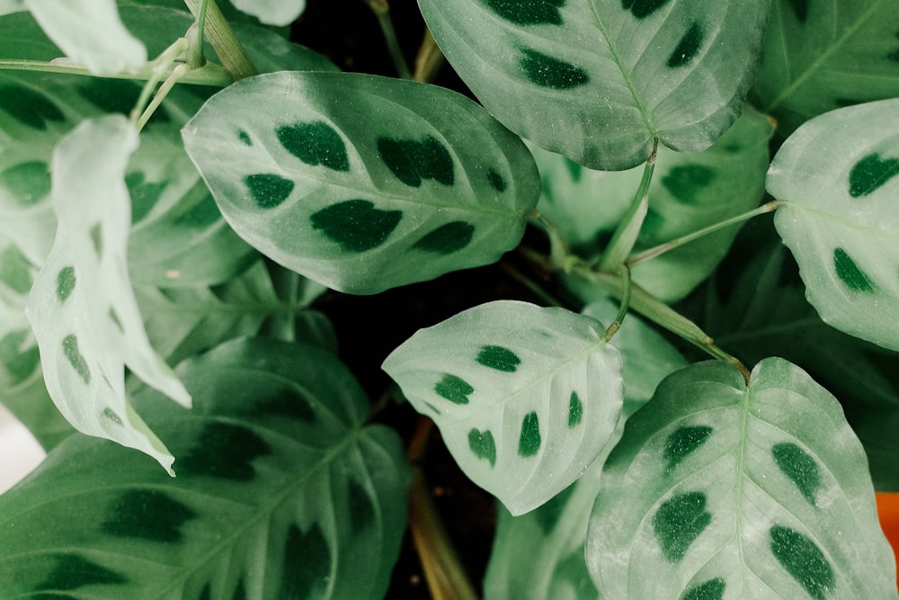 a close up of a plant with green leaves